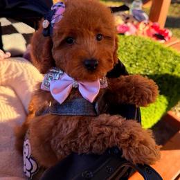 CANDY - Red female Maltipoo puppy in Sugar Land, Texas from Celebrity Maltipoos