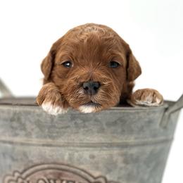 Arrow - Red  male Goldendoodle puppy in Queen Creek, Arizona from Goldendoodle AZ