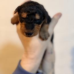 Miss Pink - Black and tan female Airedale Terrier puppy in Mooresville, North Carolina from Farm 55