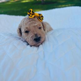 Maria - Apricot female Cavapoo puppy in Piedmont, Oklahoma from Perdue Puppies
