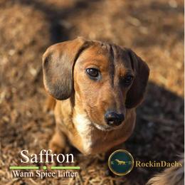 Saffron - Red male Dachshund puppy in Cave Junction, Oregon from Rockindachs
