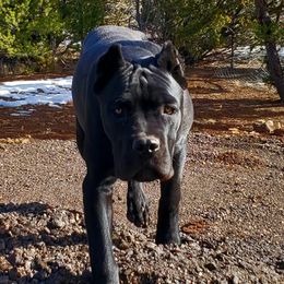 Cane Corso from Vernon Hills Cane Corso