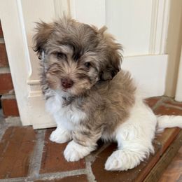 Sable and white male - Silver sable male Havanese puppy in Douglas, Georgia from Huffer Hounds and Havanese