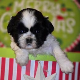 Cookie - Black and white female Shih Tzu puppy in Avery, Texas from Christye Bolen