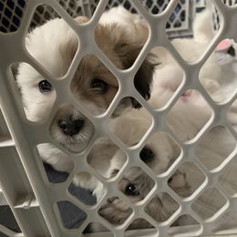 Coton de Tulear Puppies from Catawba Cotons