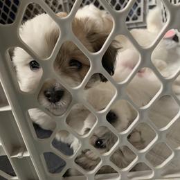 Coton de Tulear Puppies from Catawba Cotons