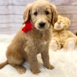 Poppy - Cream female Goldendoodle puppy in The Woodlands, Texas from Gracie's Goldendoodles and Bernedoodles