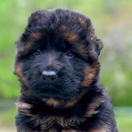 German Shepherd Puppies from Tabor Springs GSD