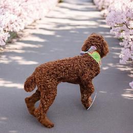 Princess Simone Red Rosa - Red  Poodle puppy in Woodbridge, Virginia from Rosa Red Standard Poodles