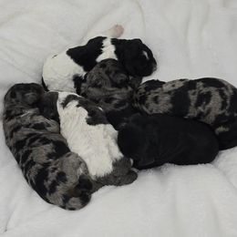 Bernedoodle puppies from Winding Creek Ranch