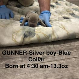 Labrador Retriever Puppies from Kansas Happy Tails