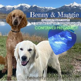 Goldendoodle puppies from Heavenly Hilltop Farm