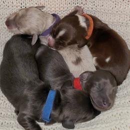 Dachshund puppies from Ruff Patch Doxie Den