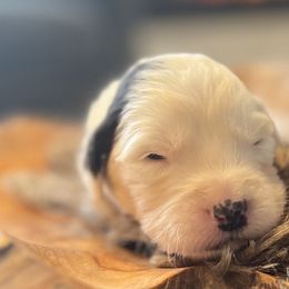 Boy 5 - Gray and white Old English Sheepdog puppy in Syracuse, Indiana from Ridgeruns OES