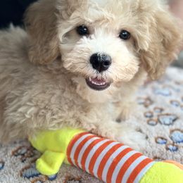 Companion Cross, Maltese, Morkie, and Yorkipoo Puppies from MC Kennels