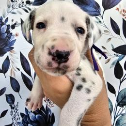 Purple- Viper - White and black female Dalmatian puppy in Gray, Georgia from Fuller Spots