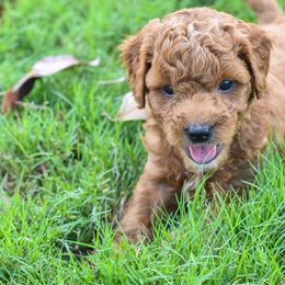 Goldendoodle Puppies from OodlesODoodles