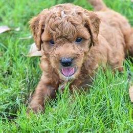 Goldendoodle Puppies from OodlesODoodles