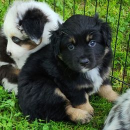 Linus - Black tri male Miniature American Shepherd puppy in Philpot, Kentucky from Miller Hill Mini American Shepherds and Mini Aussies