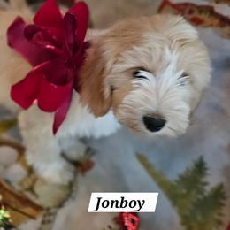 Jonboy - Gold and white male Tibetan Terrier puppy in Dorena, Oregon from West Coast Tibetans