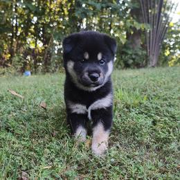 Cody - Black and tan male Shiba Inu puppy in Clayton, Illinois from Adorable-Puppies