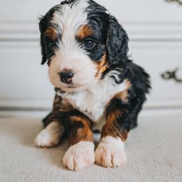 Bernedoodle Puppies from Barnyard 2 Backyard