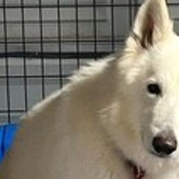 Uri - German Shepherd