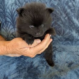 Jet black male - Black male Pomeranian puppy in Cocoa, Florida from Pom Coast Pomeranians
