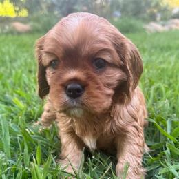 Girl 2 - Ruby female Cavalier King Charles Spaniel puppy in Wilton, California from Becky's Cavalier King Charles Spaniels