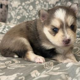 Shayla - Merle female Pomsky puppy in Casa Grande, Arizona from Arizonas Pomsky Squad