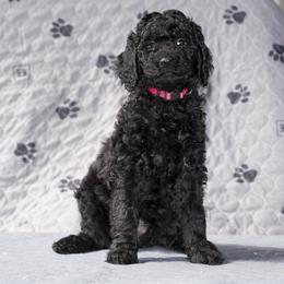 Goldendoodle Puppies from New Caney Doodles