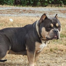 Pan  - American Bully