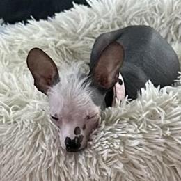 Chihuahua and Chinese Crested Puppies from Western Kentucky Chihuahua’s and Chinese Crested’s