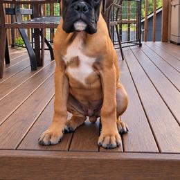 Silas - Boxer