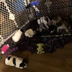 French Bulldog Puppies from Color Me Pied Frenchies