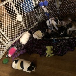 French Bulldog Puppies from Color Me Pied Frenchies