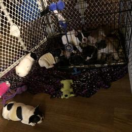 French Bulldog Puppies from Color Me Pied Frenchies