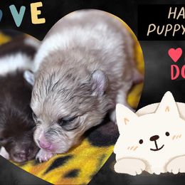 Pomeranian puppies from Country Oak Poms LLC