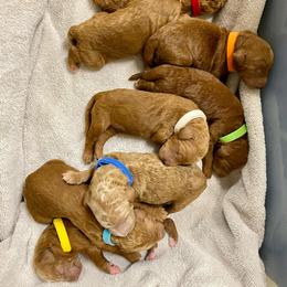 Poodle puppies from Creme de la Creme Standard Poodles