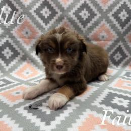 Faith - Red tri female Miniature Australian Shepherd puppy in Corpus Christi, Texas from Elite Miniature Australian Shepherds