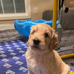 Maverick - Cream male Goldendoodle puppy in Summerfield, North Carolina from Lila's Teddybear Goldendoodles
