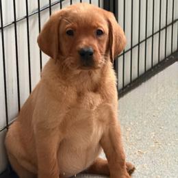 White collar - Yellow female Labrador Retriever puppy in Clinton, Tennessee from Summer Rose