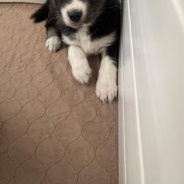 Siberian Husky Puppies from OAZS Pups