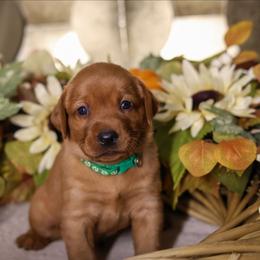 Griz - Yellow male Labrador Retriever puppy in Twin Falls, Idaho from Whispering White Pines Labradors