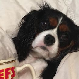 Cavalier King Charles Spaniels from Cutie Pie Cavaliers