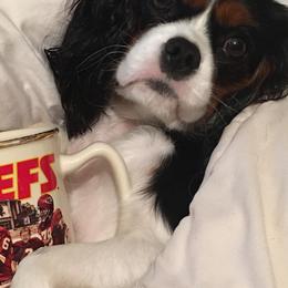 Cavalier King Charles Spaniels from Cutie Pie Cavaliers