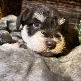 Liberty (Green) - Liver female Miniature Schnauzer puppy in Hemet, California from Feshia's Miniature Schnauzers