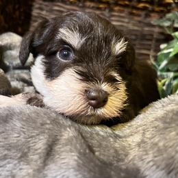 Liberty (Green) - Liver female Miniature Schnauzer puppy in Hemet, California from Feshia's Miniature Schnauzers