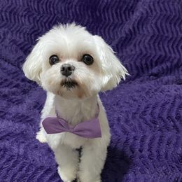 Amythest - Maltese