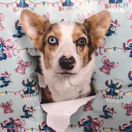 Zoe - American Corgi